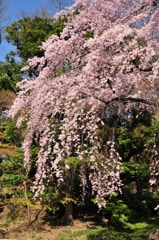 桜＠小石川後楽園