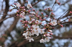 蕾～桜０４０３
