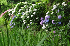 紫陽花の途