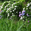 紫陽花の途