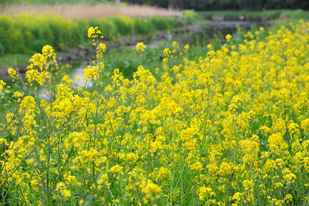 いつの間にか菜の花・・・
