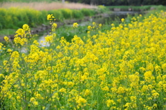いつの間にか菜の花・・・