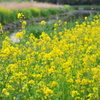 いつの間にか菜の花・・・