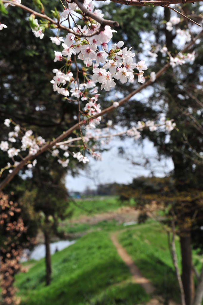 桜＠寺尾の日枝神社