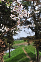 桜＠寺尾の日枝神社