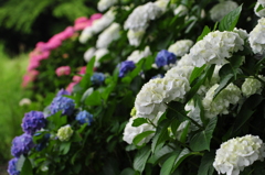 紫陽花の途