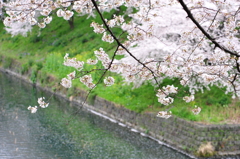 桜＠田安門外