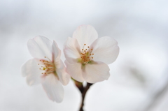 寄り添い桜０４０３