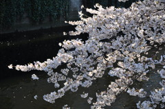 桜＠江戸川橋