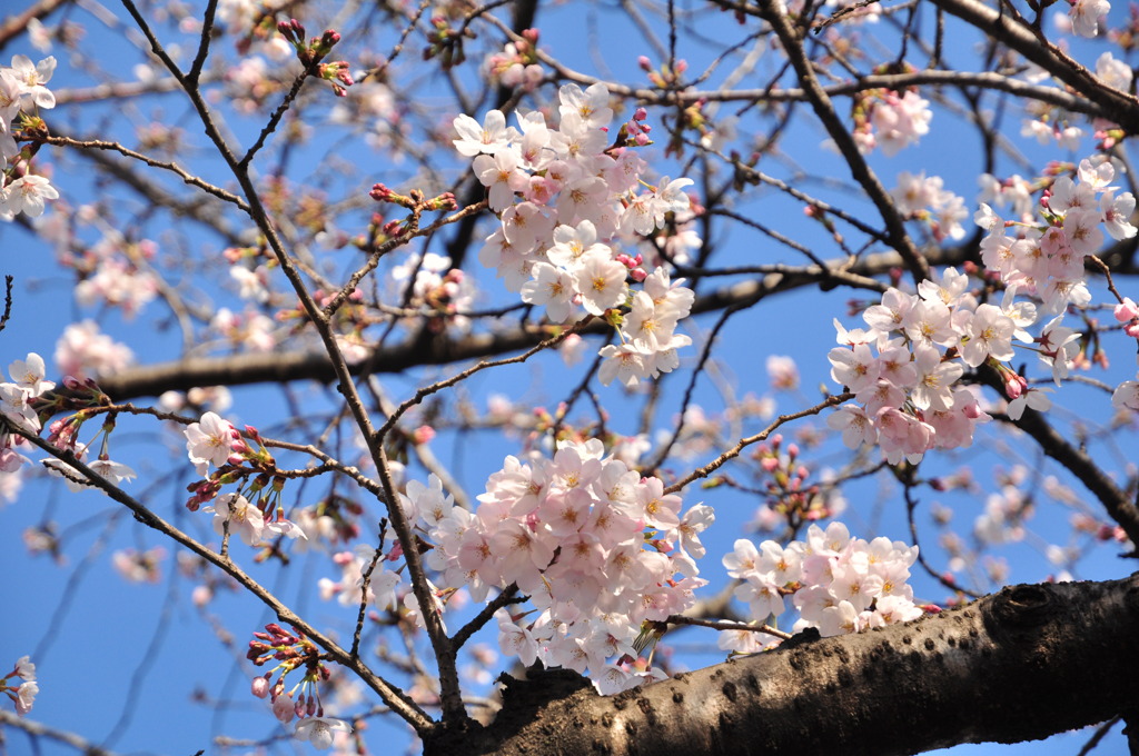 桜＠市ヶ谷