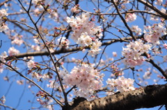 桜＠市ヶ谷