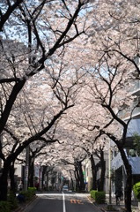 桜＠大塚