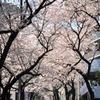 桜＠大塚