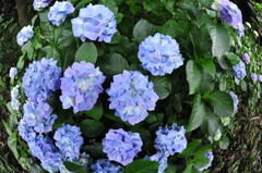 紫陽花