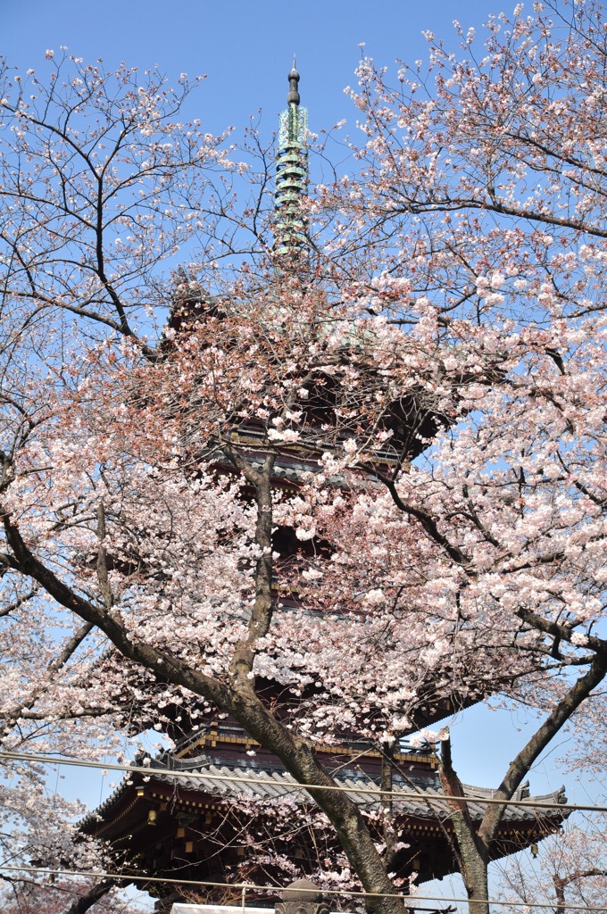 桜＠上野