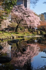 桜＠小石川後楽園