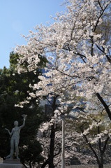 桜＠池袋