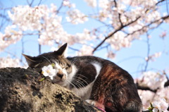 桜独眼猫＠上野