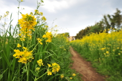 菜の花
