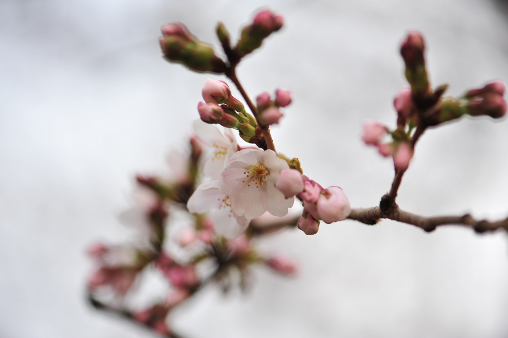 桜０４０３