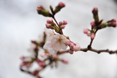 桜０４０３
