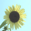 Summer dream