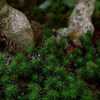 苔むす
