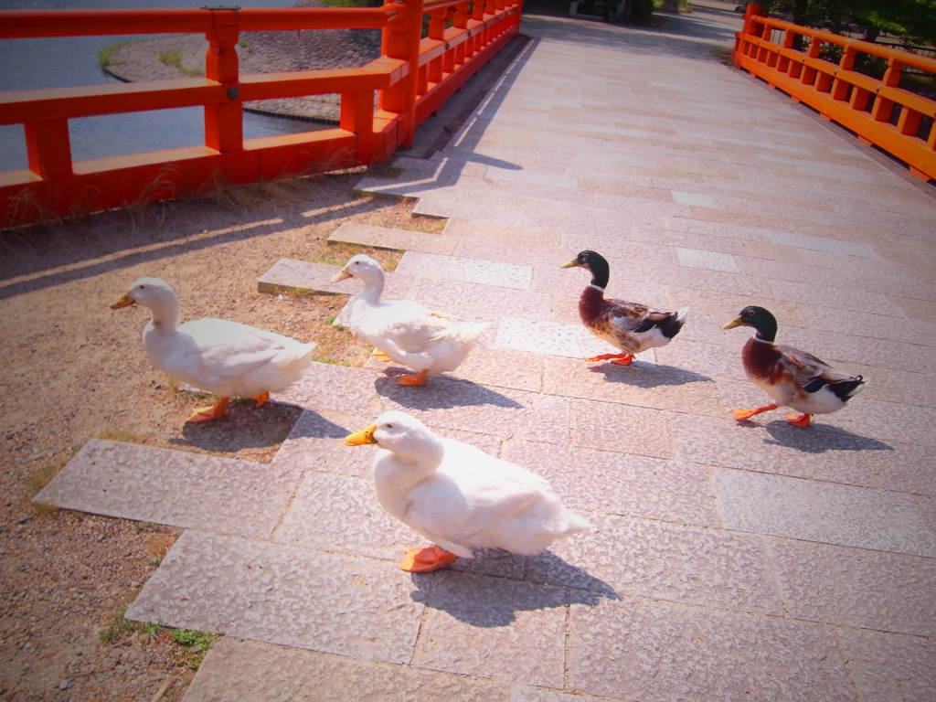 ちょっと　とおりますよ
