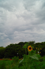 公園のひまわり
