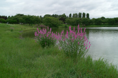 公園の花