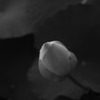 時を待つ