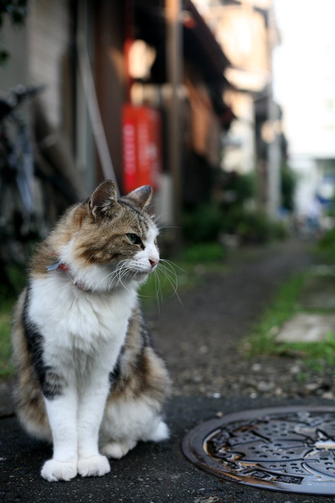 雨上がり