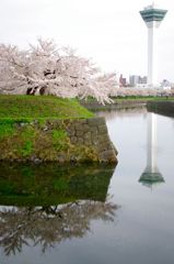五稜郭公園08