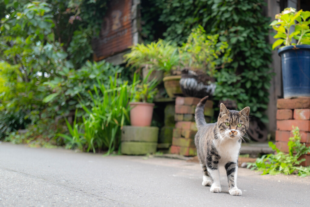 室蘭のねこ