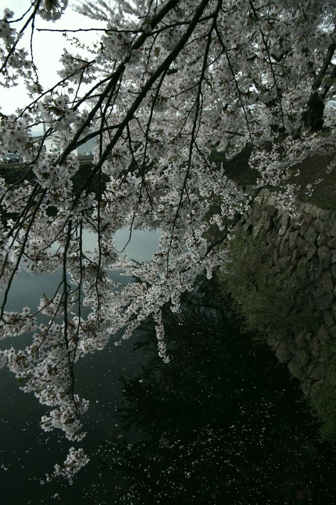 五稜郭公園06