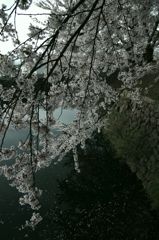 五稜郭公園06