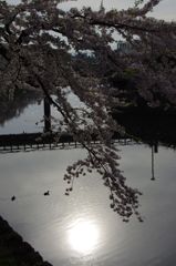 五稜郭公園05