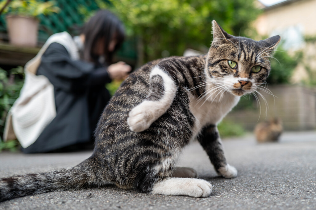 ニャに？