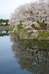 五稜郭公園02
