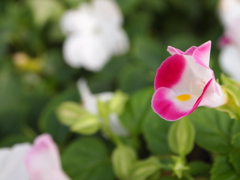 長居植物園にて