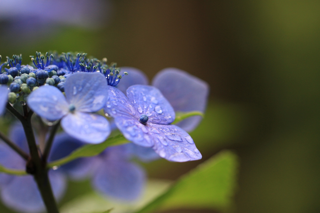 雨Ｘアジサイ