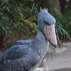 ハシビロコウさん