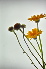 SDIM1084