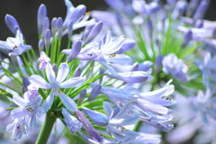 涼花