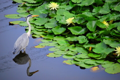 鳥と蓮