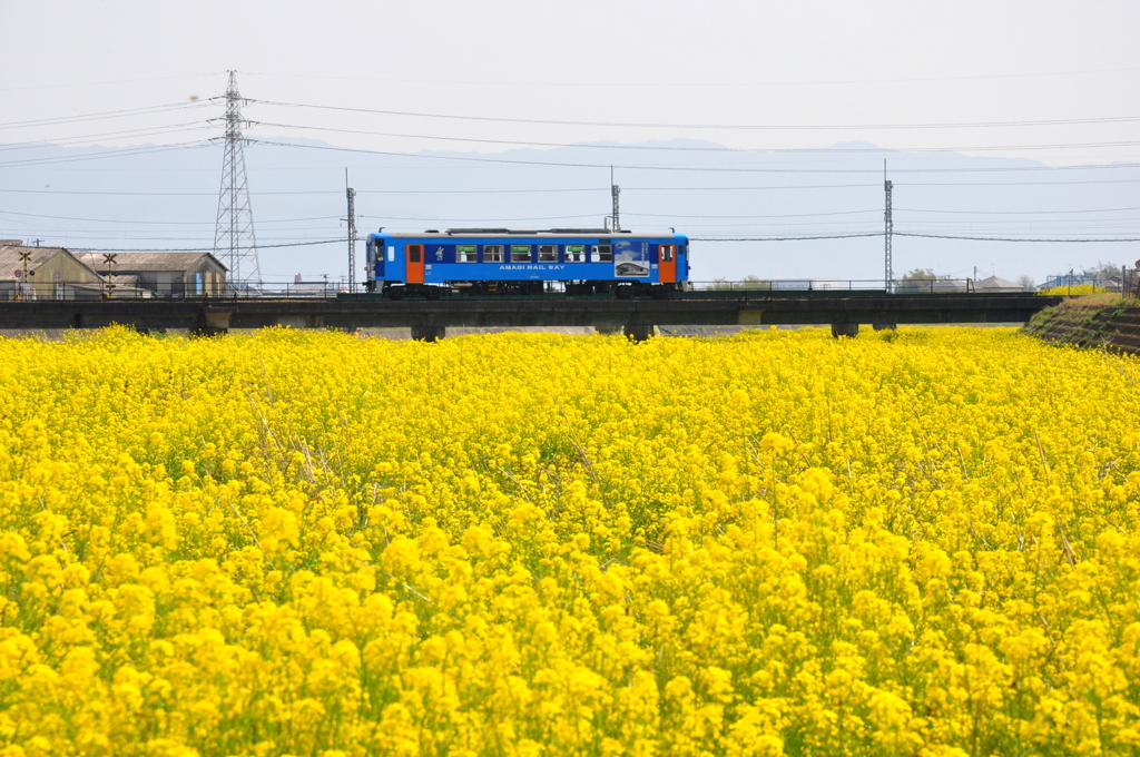 菜の花を渡る