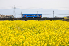 菜の花を渡る