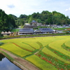 緑と赤