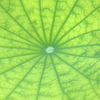 脈