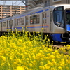 電車と菜の花